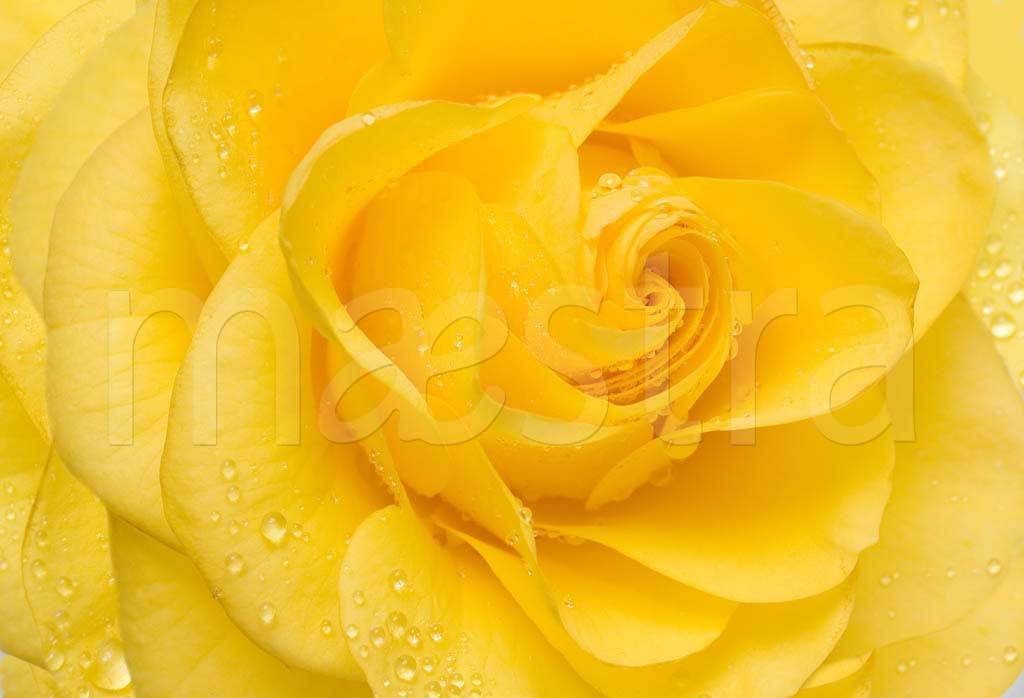 Фотообои Желтые розы живописные