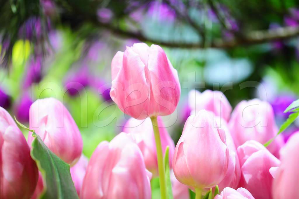 Фотообои розовые тюльпаны 3д в поле